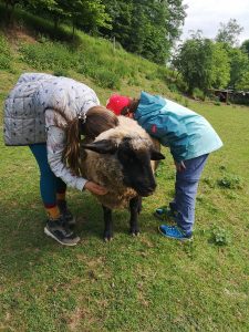 Kuschelschaf Schmerni